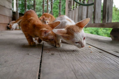 Cats on footpath