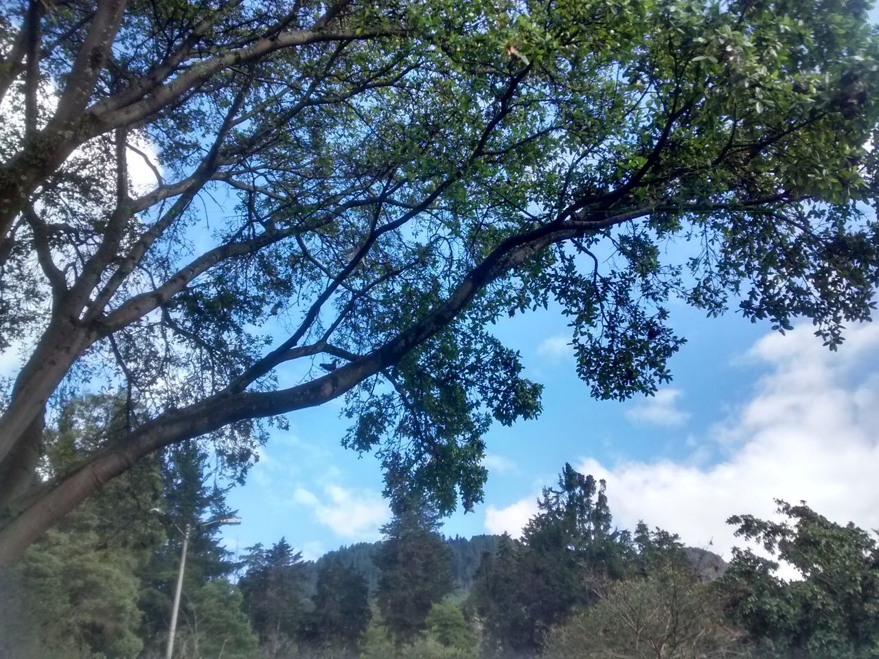 tree, nature, growth, low angle view, sky, beauty in nature, branch, outdoors, no people, green color, day, tranquility