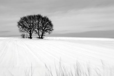 Bare tree on snow covered land