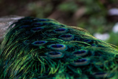 Close-up of peacock