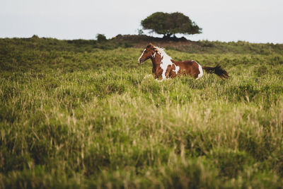 Horses in a field