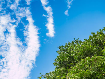 Low angle view of trees against blue sky