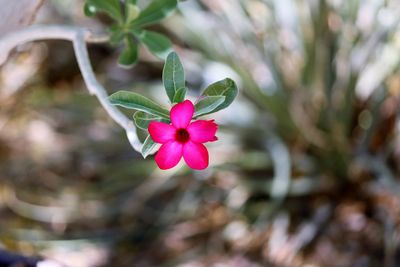 Close-up of pink flowering plant