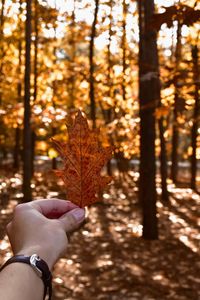 Close-up of hand holding maple leaf during autumn