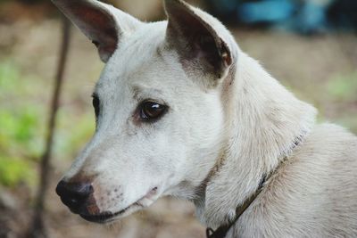 Close-up of dog looking away