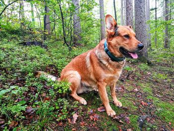 Portrait of dog in forest