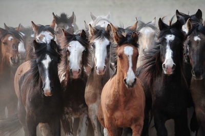 Horses running on field