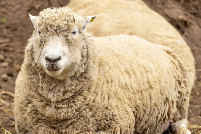 Close-up portrait of a sheep