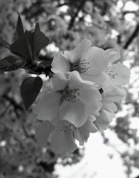 Close-up of pink flowers