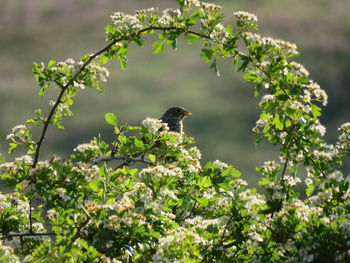 Bird perching on a tree