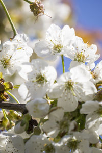 Close-up of white flowers blooming on tree