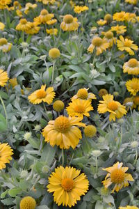 Close-up of yellow flowers blooming outdoors