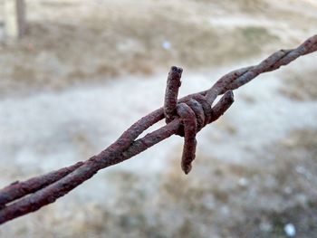 Close-up of rusty barbed wire on field