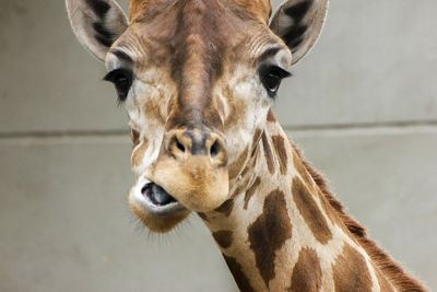 Close-up portrait of giraffe