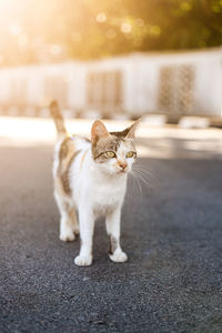 Cat sitting on road