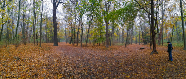 Trees growing in forest during autumn