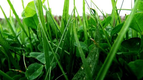 Close-up of fresh green grass in field