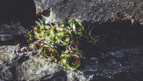 Close-up of flower growing on rock