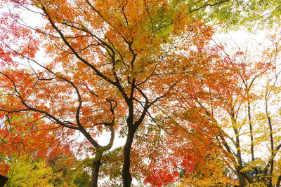 Low angle view of autumnal trees against orange sky