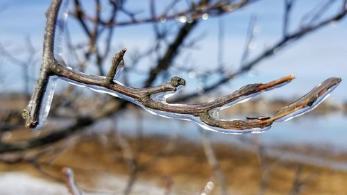 Close-up of frozen plant