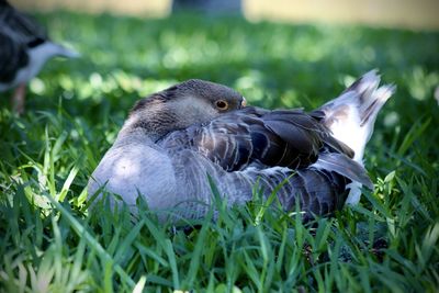 Close-up of birds on grass