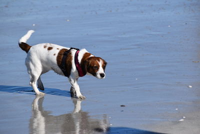 Dog standing on beach