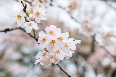 Close-up of white cherry blossoms