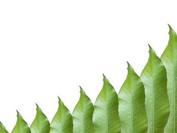 Close-up of leaves against white background