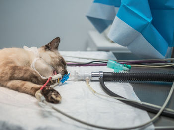 Unconscious cat with breathing tube lying on operating table during surgery in veterinary clinic