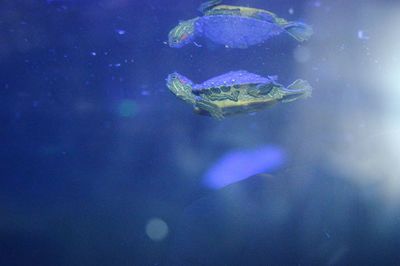 Close-up of jellyfish swimming in aquarium