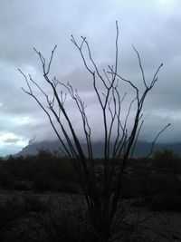 Bare trees on landscape against cloudy sky