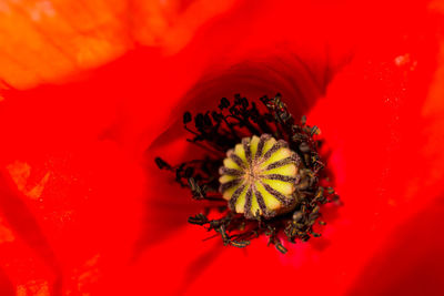 Close-up of insect on red flower