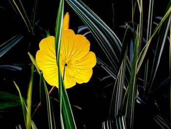 Close-up of yellow flower