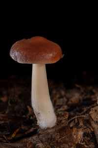 mushroom