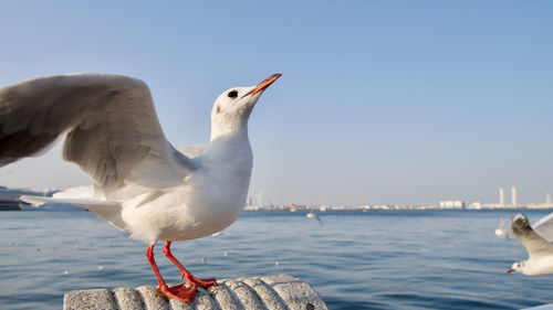 Seagull perching by sea against clear sky