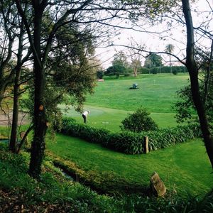 Trees on grassy field