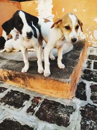 High angle view of two dogs
