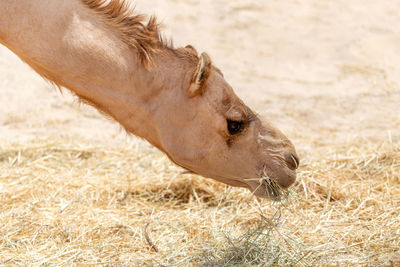 Middle eastern camel eating dried grass. closeup.