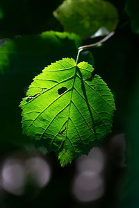 Close-up of green leaves