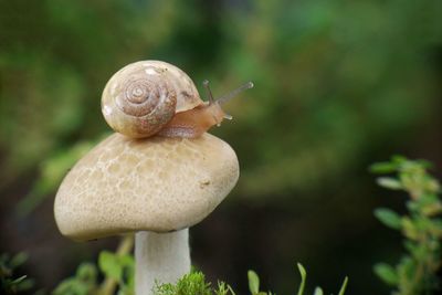 Close-up of snail on plant