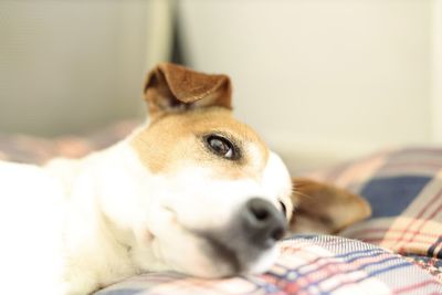 Close-up of dog lying on bed at home