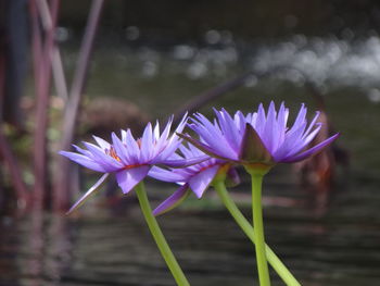 Close-up of crocus flowers against lake