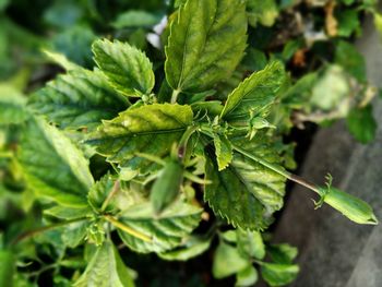 Close-up of fresh green leaves