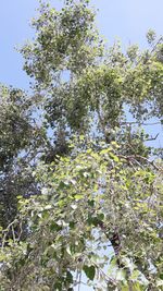 Low angle view of flowering tree against sky