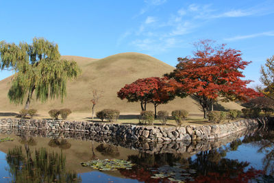 Autumn view of daereungwon royal tomb park with the blue sky in gyeongju, soutn korea