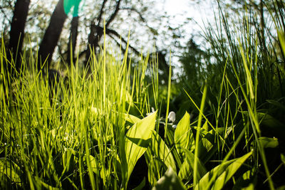 Close-up of fresh green plants in field