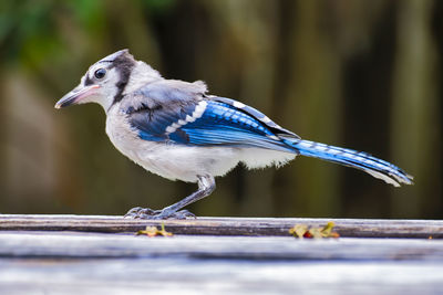 Close-up of bird perching on wood