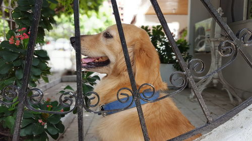 Close-up of dog outdoors