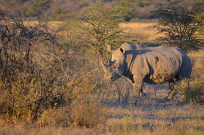 Rhinoceros standing on field