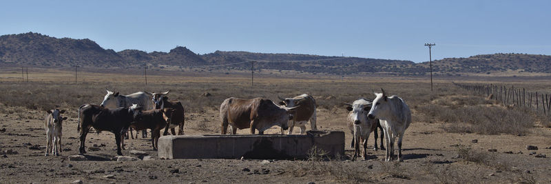 Horses in a field